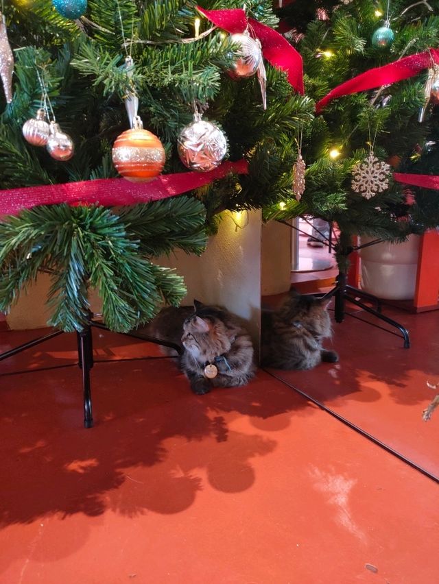 Purr-fect Holiday Gatherings at Poppy Kat Cafe