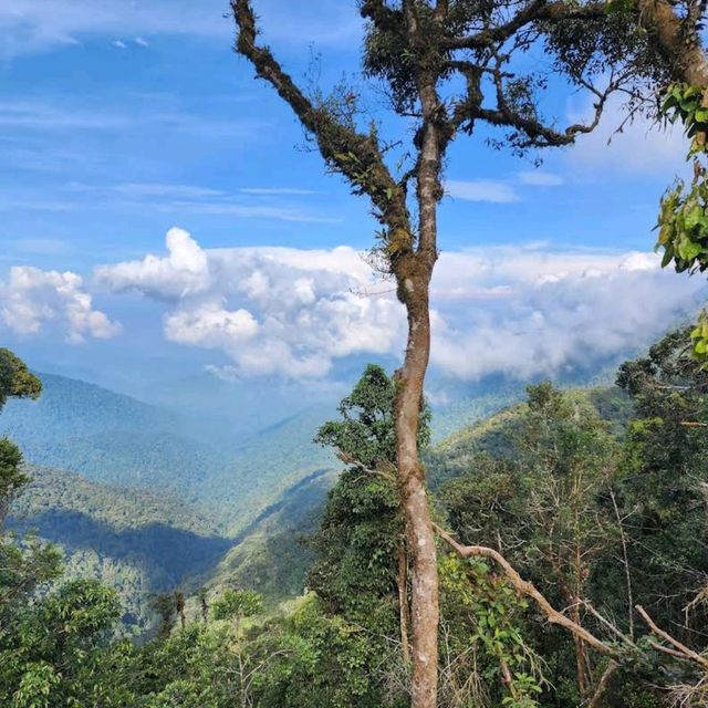 Mossy Forest, Cameron Highlands