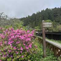 Alishan’s Cherry Blossom (Taiwan)