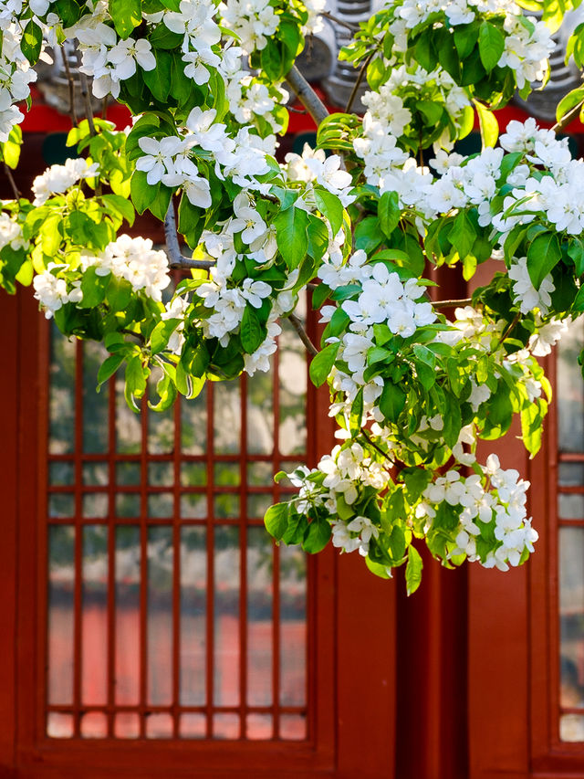 北京春季賞花，智化寺“三白”不容錯過