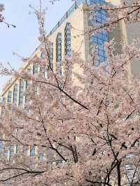 🌸 Tokyo's Cherry Blossom Delight: Grand Hyatt 🌸