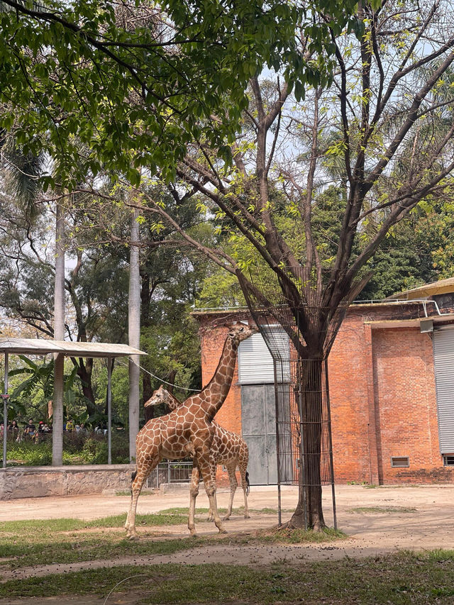 廣州動物園20r逛一天太值了