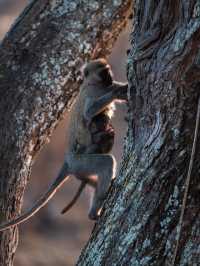 Exploring Serengeti National Park: A Wildlife Wonderland