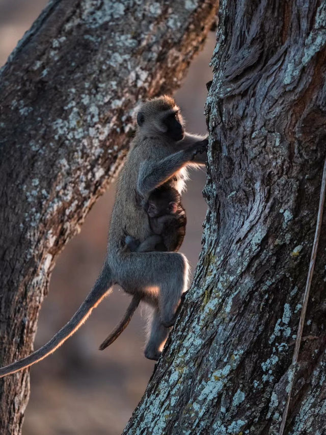 Exploring Serengeti National Park: A Wildlife Wonderland