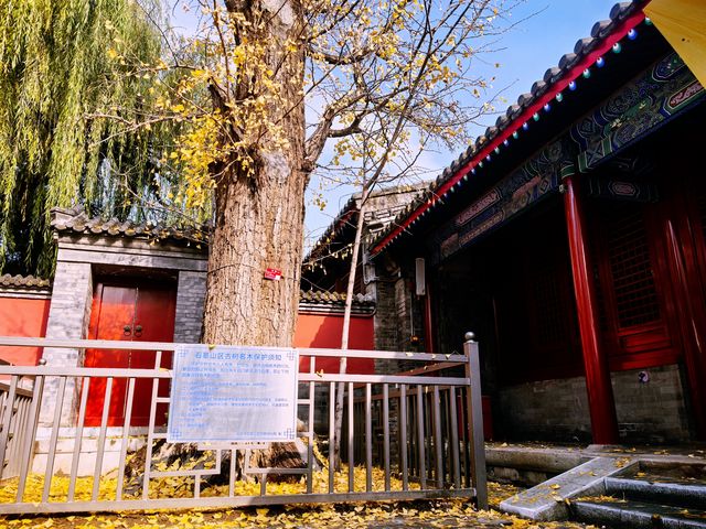 樹齡700年的銀杏，承恩寺免費賞。