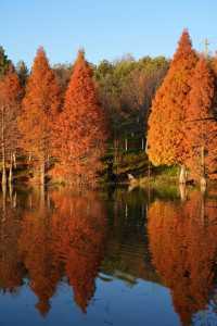 昆明進入油畫季｜呈貢果林水庫紅杉林