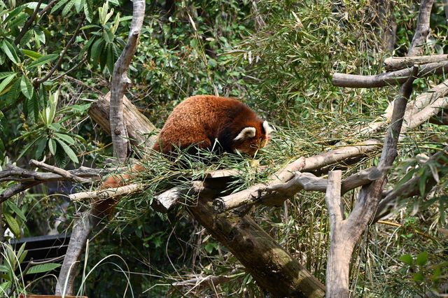 南京紅山森林動物園