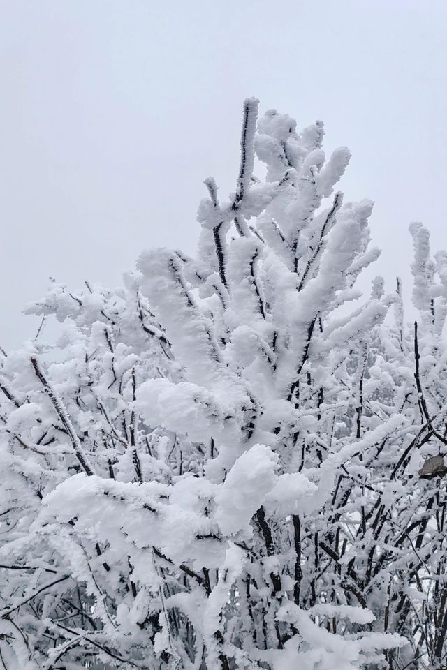 成都出發1.5小時免費觀賞超美霧凇雪景