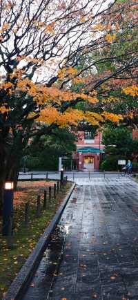 【最美紅葉季】京都大學，雨打黃昏更冷艷…