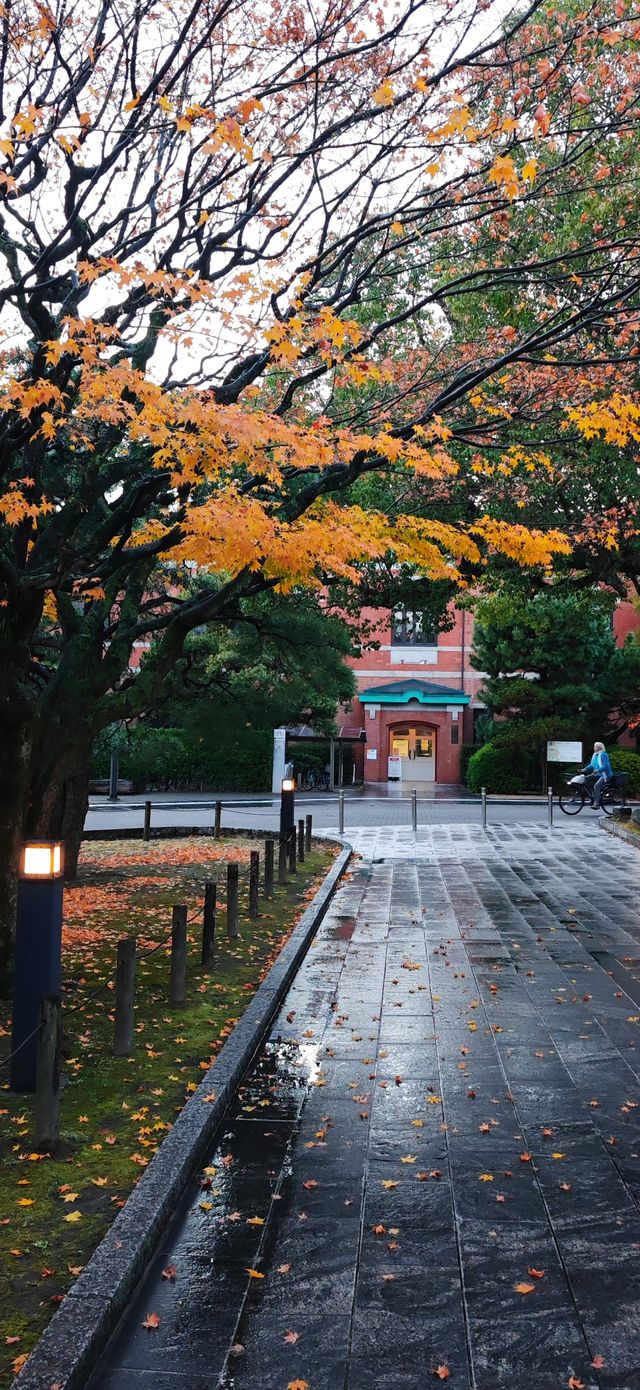 【最美紅葉季】京都大學，雨打黃昏更冷艷…