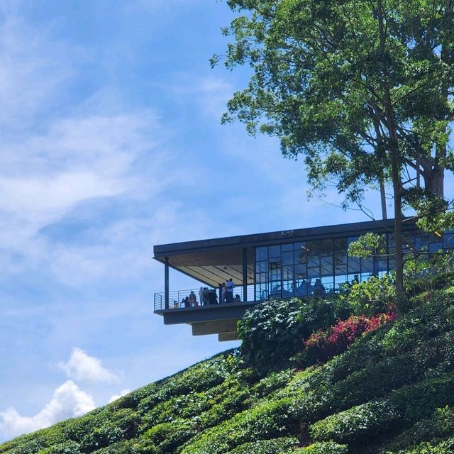 Sightseeing at Cameron Highland Boh Tea Plantation 