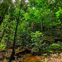 🇲🇾 Reconnect with Nature at Sungai Congkak Recreational Forest