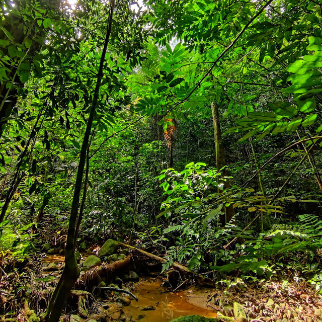 🇲🇾 Reconnect with Nature at Sungai Congkak Recreational Forest