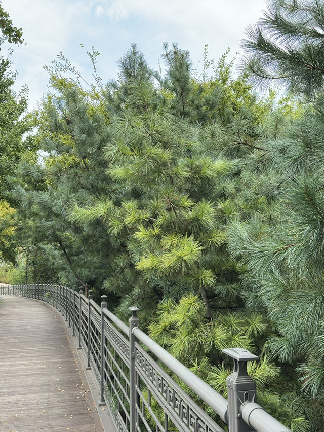 Forest nature feel in the midst of Seoul 