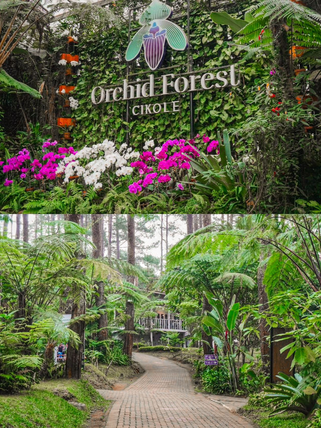 Discover the Magic of Orchid Forest Cikole 