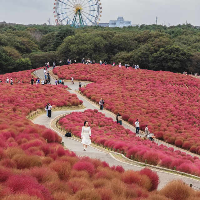 Let Nature’s Colour Paint Your Soul! -Hitachi Seaside Park