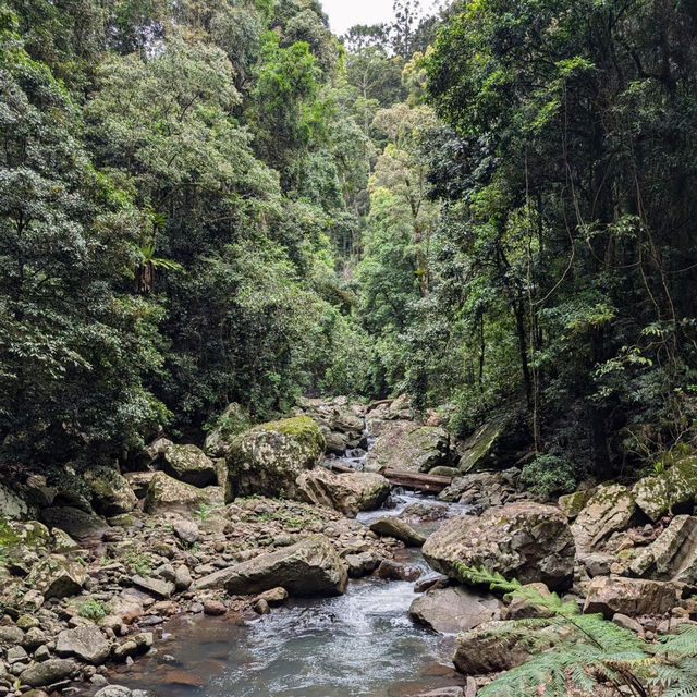 Marvel at the Natural Bridge in Springbrook National Park