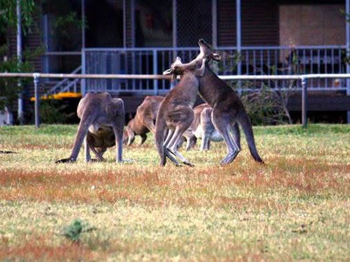 Exploring Grampians National Park: My Favorite Park in Australia!