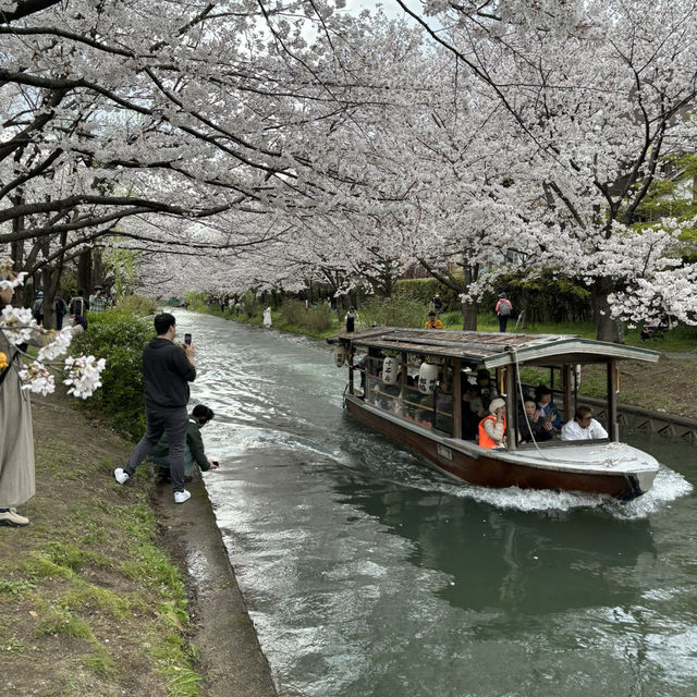  美麗浪漫之旅：伏見十石舟的瞬間