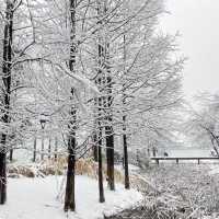 南湖公園：冬日仙境 ❄️🏞️