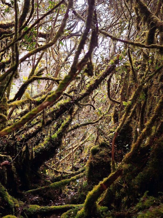 Mossy Forest in Indonesia is Breathtaking❤️