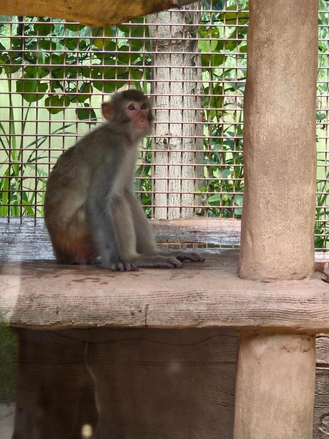 東莞｜香市動物園。