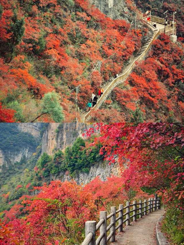 巫山三峡紅葉美得令人瘋狂！《國家地理》果然沒有騙我