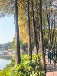 鹿湖公園：落羽杉已到最佳觀賞期