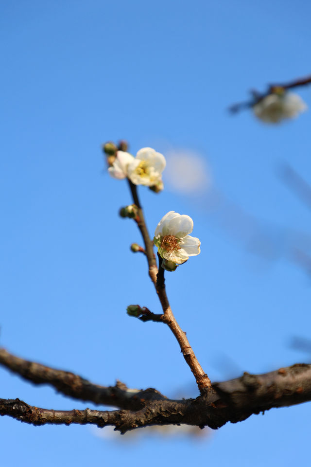 廣州 | 香雪公園的梅花怒放了(附路線)