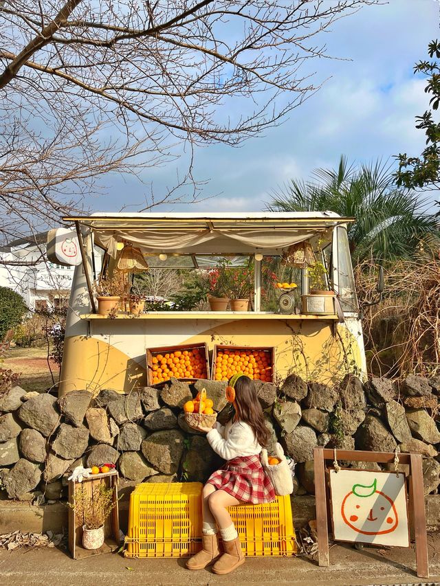 제주 여행의 하이라이트 귤따기 체험 🍊