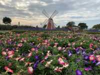 Pretty Flower field 🌷🪻at Taichung