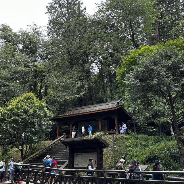 阿里山神木線