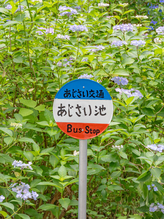 【期間限定】一度は見たい季節の絶景💠日本最大級のあじさい園🌧️ 