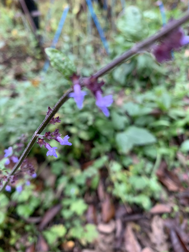 輕井澤的花葉之火焰點點黃金遍遍