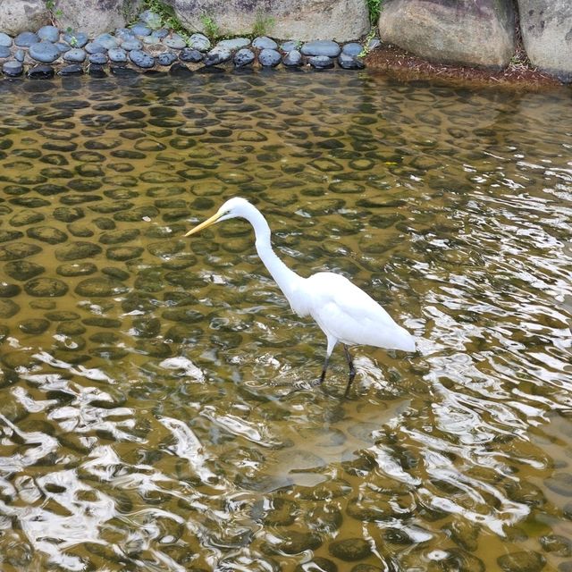 大埔區的隱世美麗公園