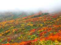 【宮城県】「神の絨毯」で知られる栗駒山の絶景紅葉