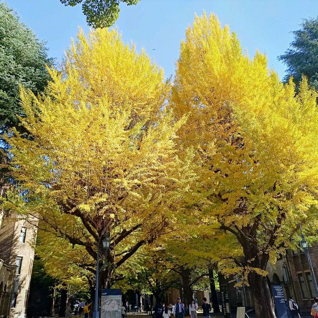 東京賞銀杏：東京大學正門銀杏並木