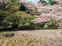 九州武雄神社：賞櫻花、看神木的人氣No.1免費景點