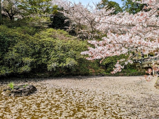 九州武雄神社：賞櫻花、看神木的人氣No.1免費景點