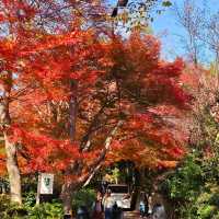 Arashiyama ⛰️🎍🍁