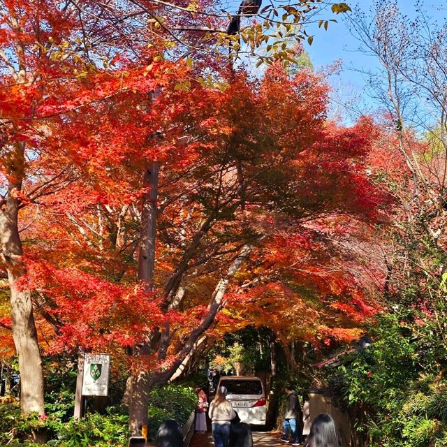 Arashiyama ⛰️🎍🍁