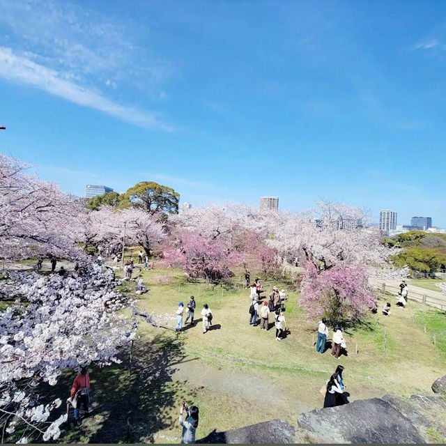 《探索福岡的綠洲——舞鶴公園之旅》