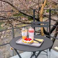 Cherry Blossoms & Coffee: A Busan Cafe You Can’t Miss