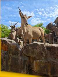 上海野生動物園‖旅遊必去小孩老人都喜歡。