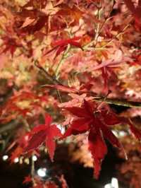 Experience the Enchanting Night Maple at Toji Temple