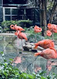 東京這個動物園太好逛了！|  種草上野動物園（攻略篇）。