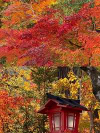 目前京都楓葉最紅的地方！！