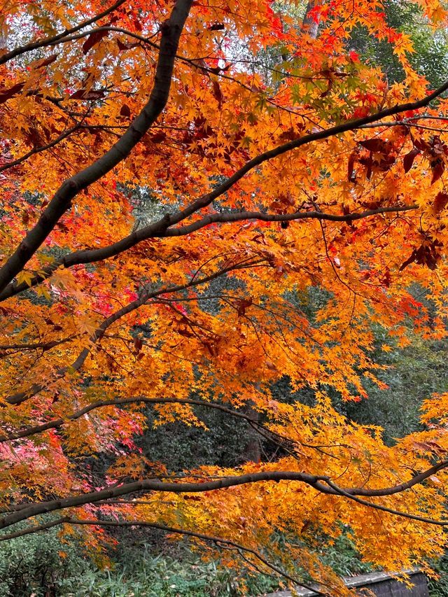 杭州｜虎跑秋韻，霜染楓紅醉幽林