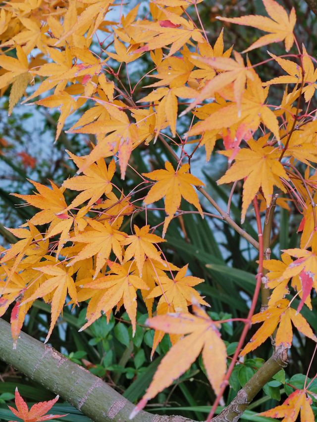 秋日限定美景：閘北公園楓葉紅了！