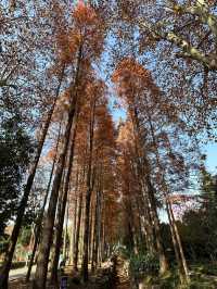 湘潭和平公園‖與大自然親密接觸